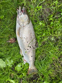 サクラマスの釣果
