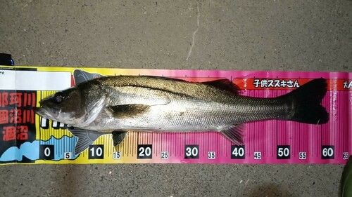 シーバスの釣果