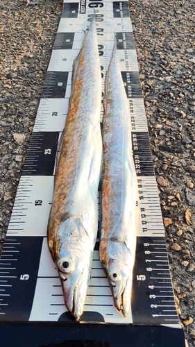 タチウオの釣果