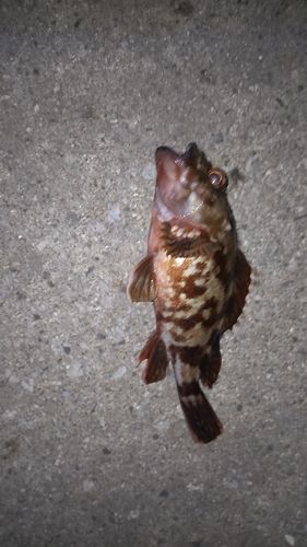 カサゴの釣果