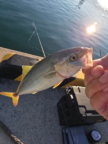 ワカシの釣果