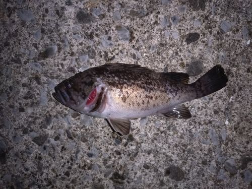 ソイの釣果