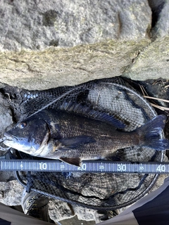 チヌの釣果