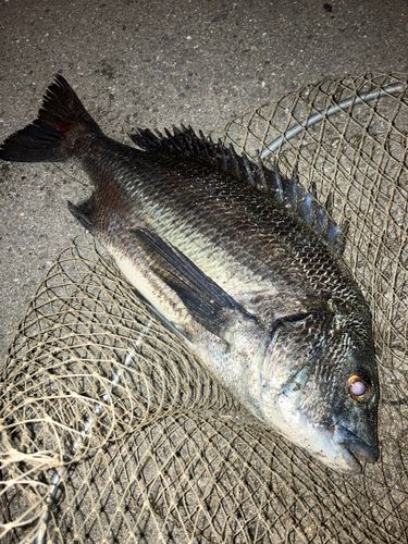 チヌの釣果