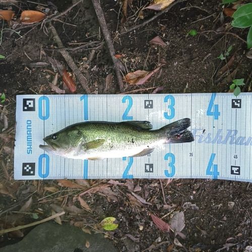ラージマウスバスの釣果