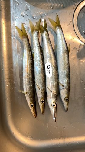 カマスの釣果