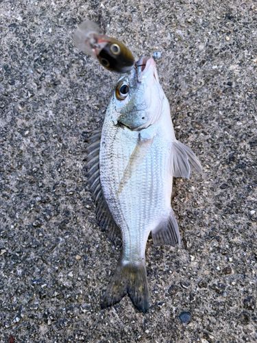 ミナミクロダイの釣果