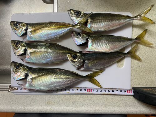 アジの釣果