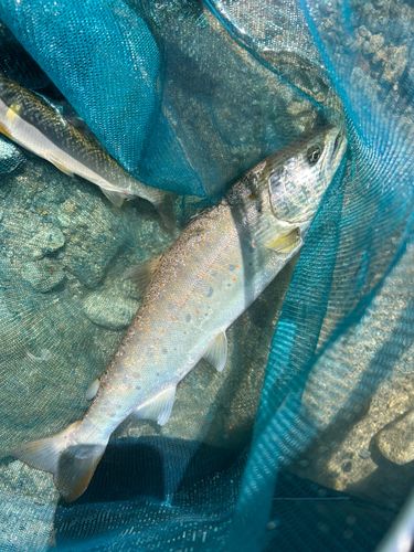 アマゴの釣果