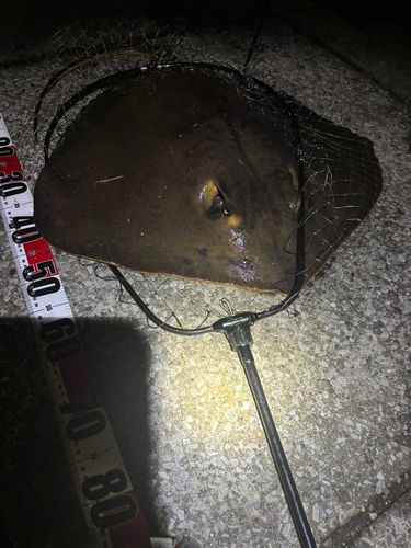 アカエイの釣果