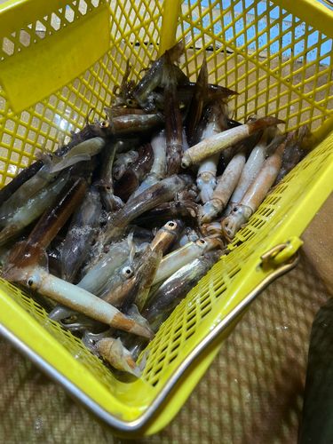 スルメイカの釣果