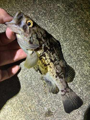 ソイの釣果