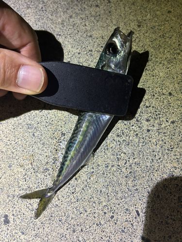 サバの釣果