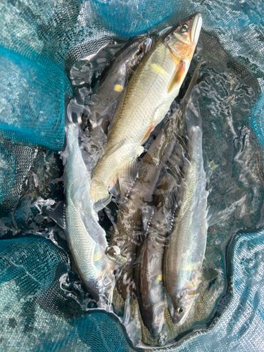 アユの釣果
