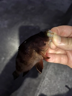 メバルの釣果
