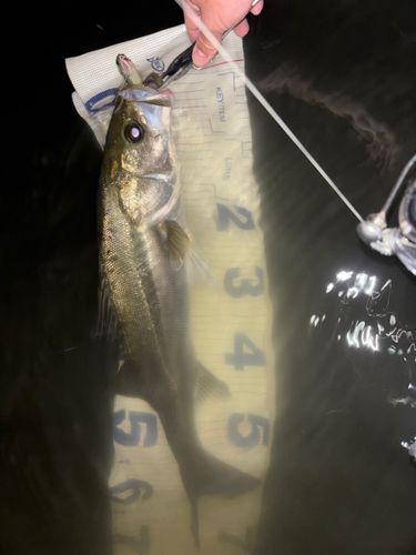 シーバスの釣果