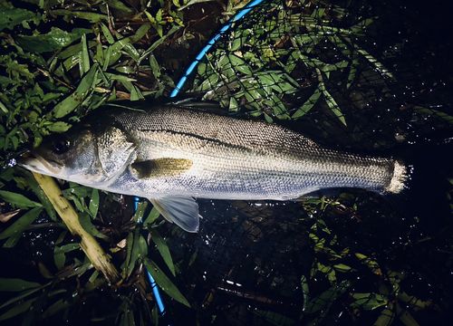 フッコ（マルスズキ）の釣果
