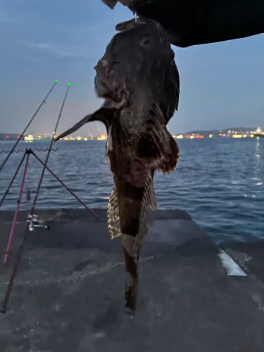 カジカの釣果