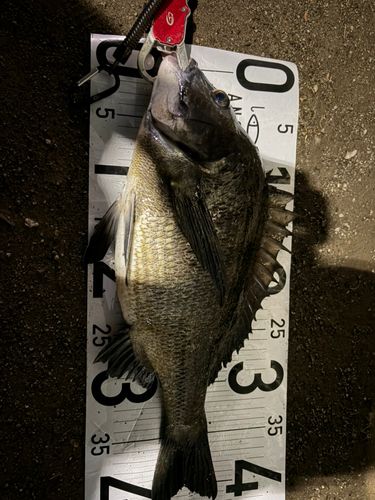チヌの釣果