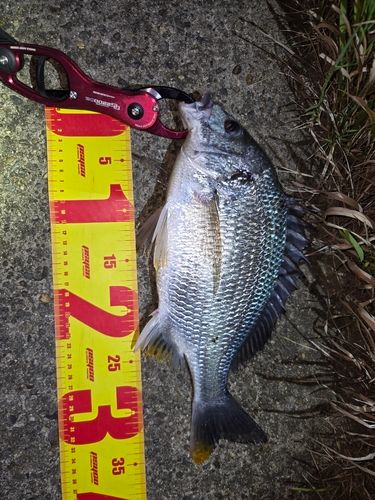 キビレの釣果
