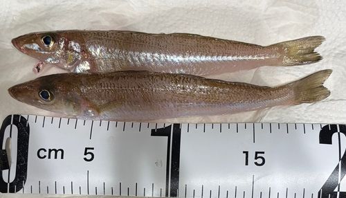 シロギスの釣果