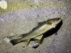 コマイの釣果