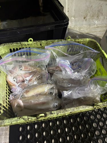 ケンサキイカの釣果
