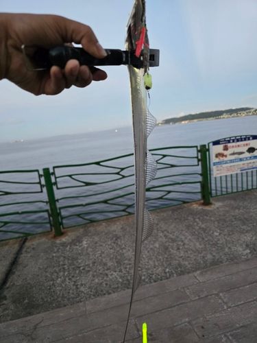 タチウオの釣果