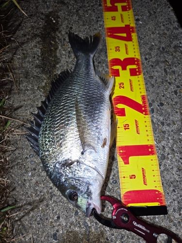 キビレの釣果
