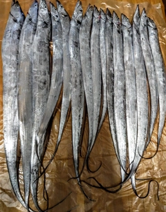 タチウオの釣果