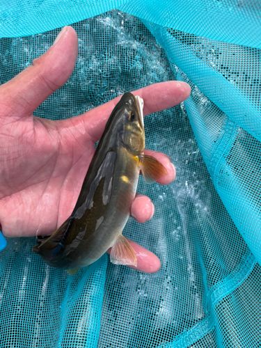 アユの釣果
