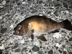 メバルの釣果