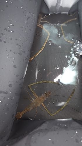 テナガエビの釣果