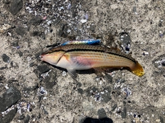 ベラの釣果