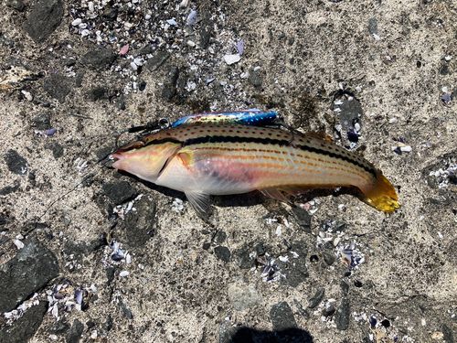 ベラの釣果