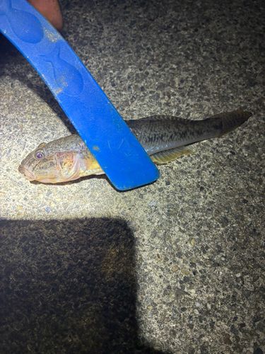 ハゼの釣果