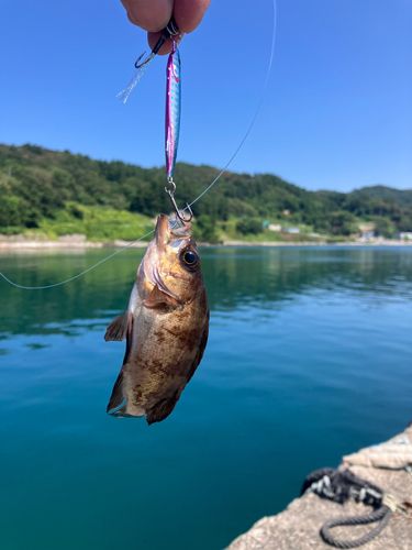 メバルの釣果