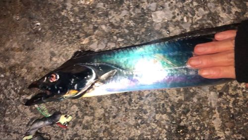 タチウオの釣果