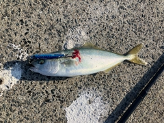 ワカシの釣果