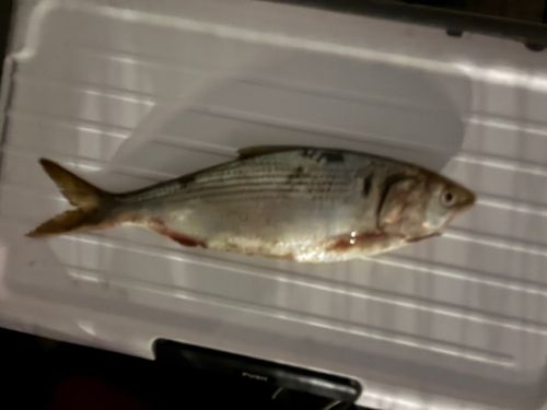 コノシロの釣果