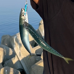 サバの釣果