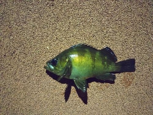 メバルの釣果