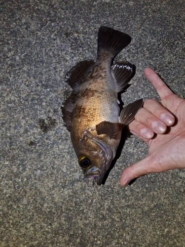 メバルの釣果