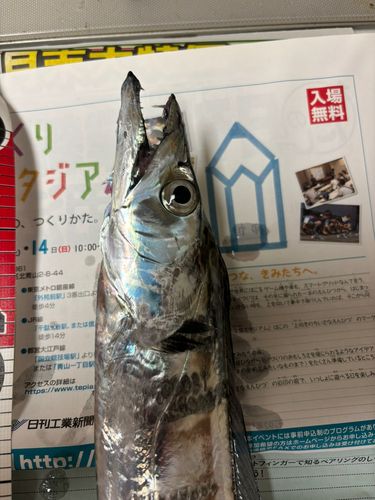 タチウオの釣果