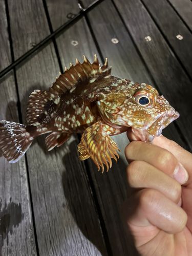 カサゴの釣果
