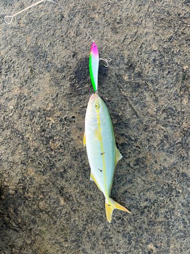 ヒラマサの釣果