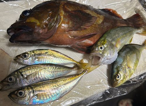 カサゴの釣果