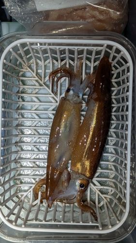 スルメイカの釣果