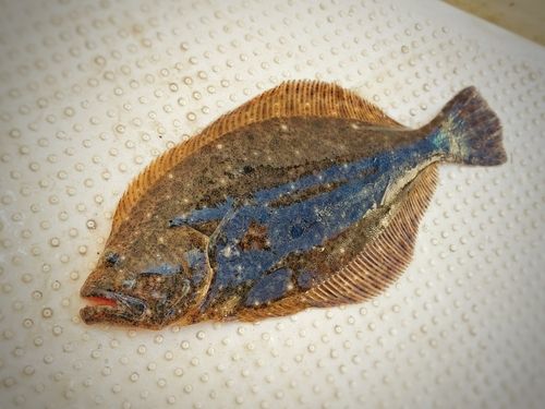 ソゲの釣果