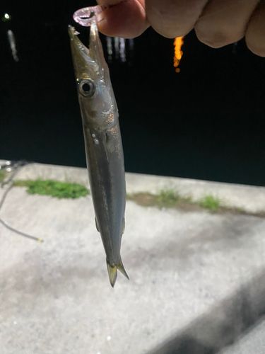 カマスの釣果